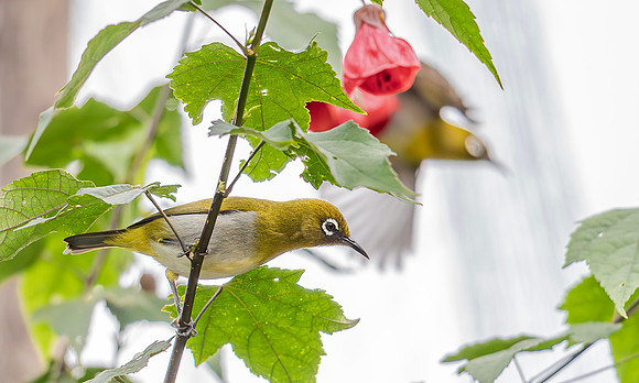 Sri Lanka White-eye, Sri Lanka 2019