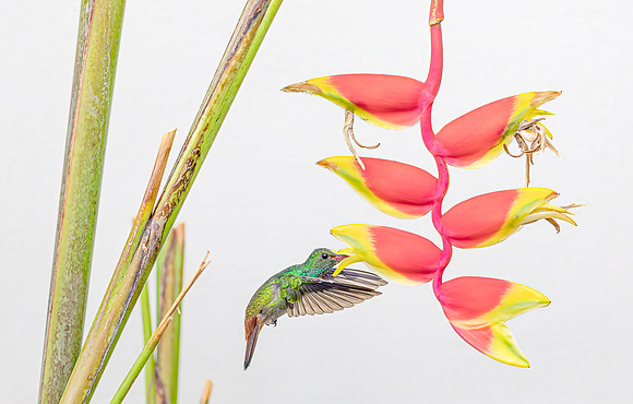 Rufous-tailed Hummingbird pollinating a flower of Heliconia stricta, Costa Rica 2022