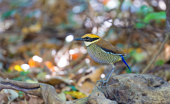 Javan Banded Pitta ♀, Bali Barat Ntl Park, Bali 2018