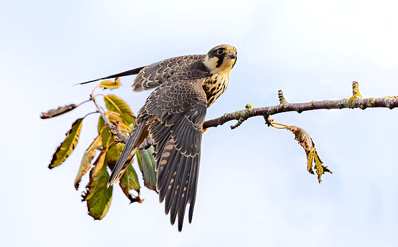 Boomvalk, European Hobby, Texel 2020