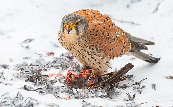 Torenvalk ♂ eet spreeuw, Common Kestrel preying on Starling, Kockengen 2021