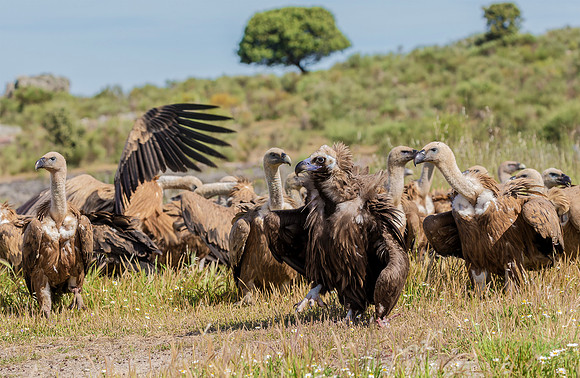 Monniksgier, Cinereous Vulture, vale gier, Griffon Vulture, Extremadura, España 2016