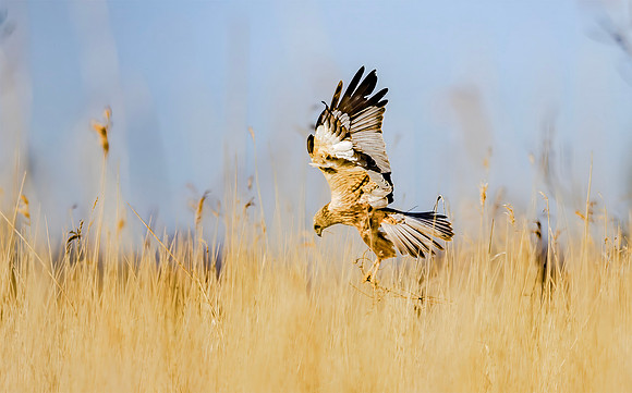 Bruine kiekendief ♂, Eurasian Marsh harrier, Rietlanden Kockengen 2023