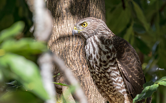 Brown Goshawk, Australia, NT 2016