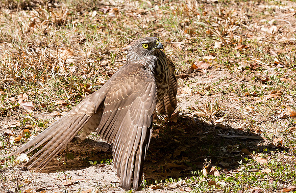 Brown Goshawk mantling, Australia, NT 2016