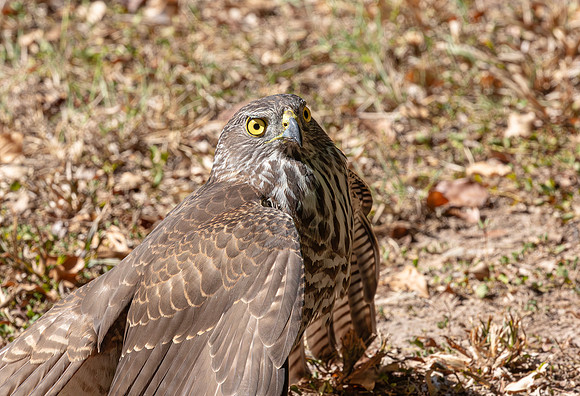 Brown Goshawk mantling, Australia, NT 2016