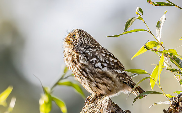 Steenuil, Little Owl, Groene Hart 2024