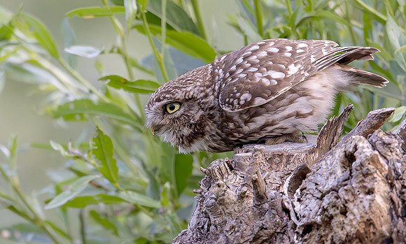 Steenuil ♂, Little Owl ♂, Groene Hart 2025