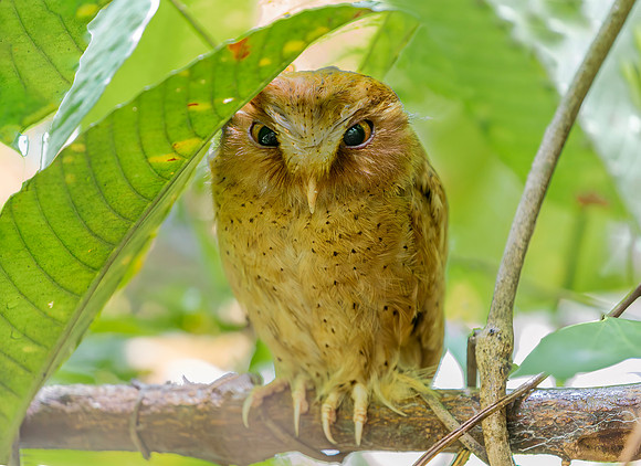 Serendib Scops Owl ♂, Sinharaja, Sri Lanka 2019