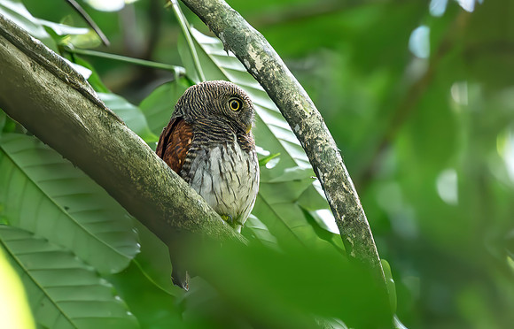 Chestnut-backed Owlet, Sri Lanka 2019