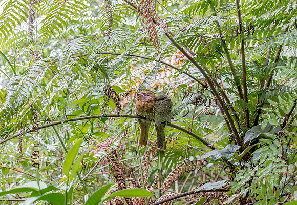 Sri Lanka Frogmouth ♂, ♀,   Sri Lanka 2019