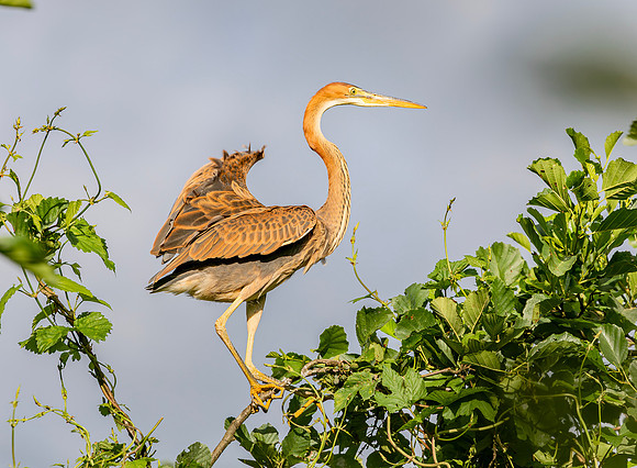 Purperreiger juv. Purple Heron, Kockengen 2021