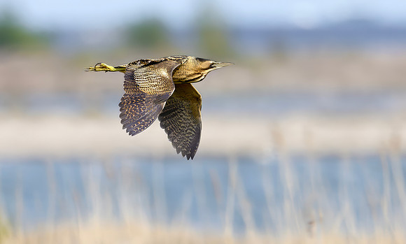 Roerdomp, Eurasian Bittern, Marker Wadden 2024