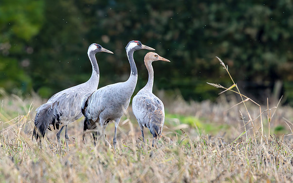 Kraanvogel familie, common Crane family near Lac du Der Chantecoq, France 2019