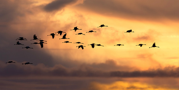 Kraanvogeltrek, Crane migration, Lac du Der Chantecoq, France 2019