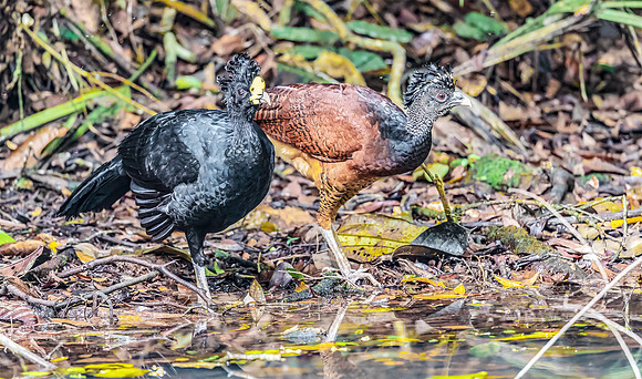 Great Curassow ♂, ♀, Costa Rica 2022