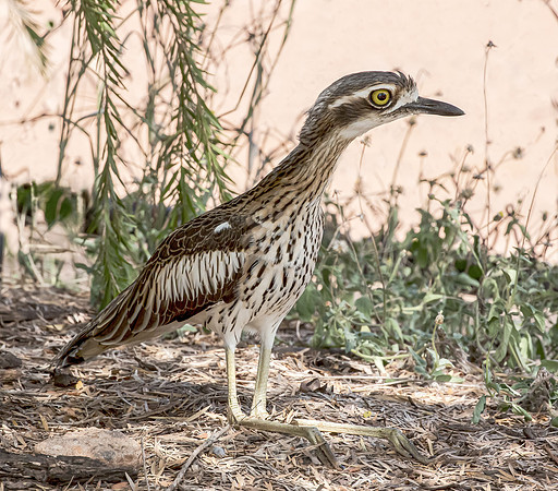 Bush Stone-Curlew during its mid-day rest, Australia NT 2016