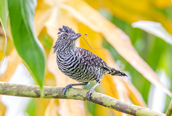 Barred Antshrike, Costa Rica 2022