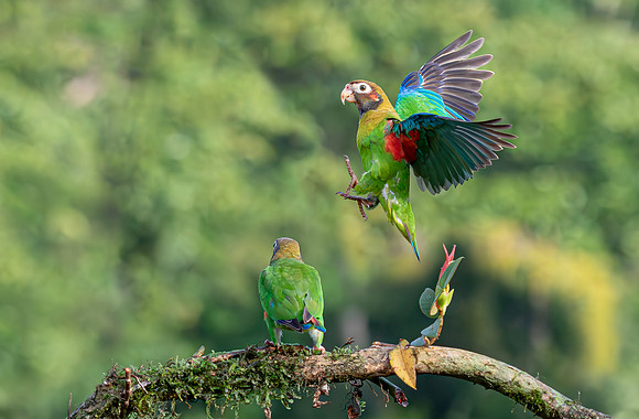 Brown-hooded Parrot, Costa Rica 2022