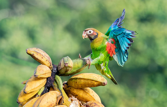 Brown-hooded Parrot, Costa Rica 2022