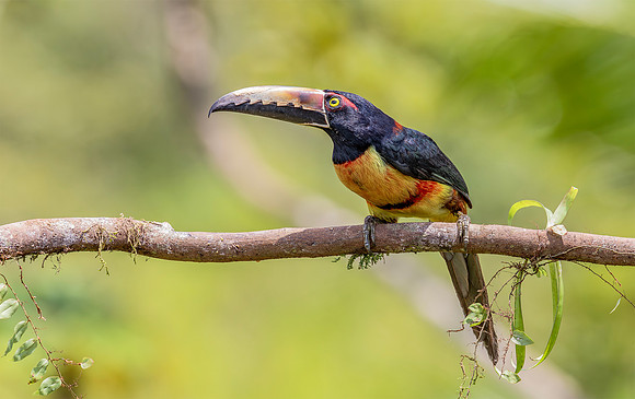Collared Aracari, Costa Rica 2022