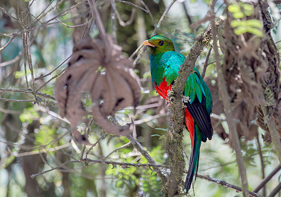 Golden-headed Quetzal ♂, Manu Ntl Park, Perú 2014