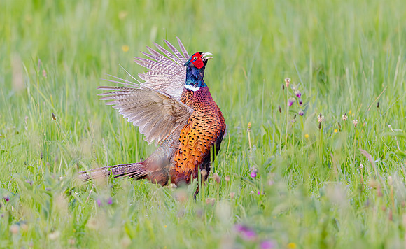 Fazant ♂, Common Pheasant, Goilberdinger Waard, Culemborg 2023