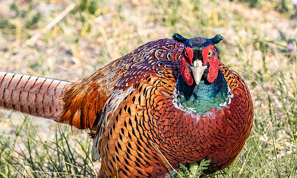 Fazant ♂, Common Pheasant, Texel 2020