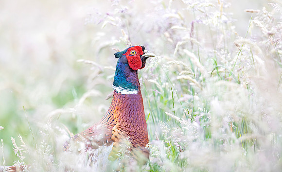 Fazant ♂,  Common Pheasant, Kockengen 2024