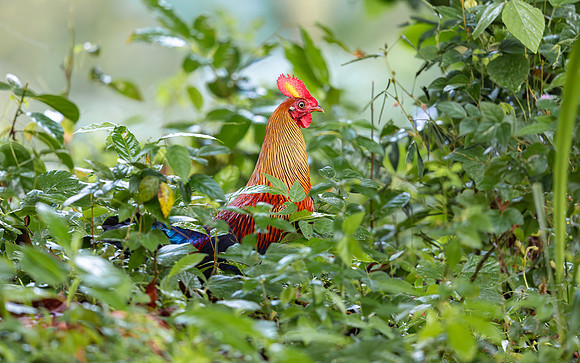 Sri Lanka Junglefowl ♂, Kitulgala 2019