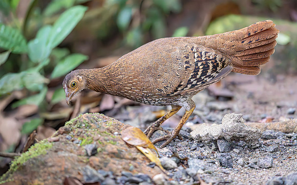 Sri Lanka Junglefowl ♀, Sinharaja, Sri Lanka 2019