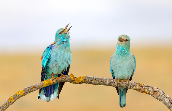 Scharrelaar ♀, ♂ balts, European Roller courtship, Campo Lugar, España 2019