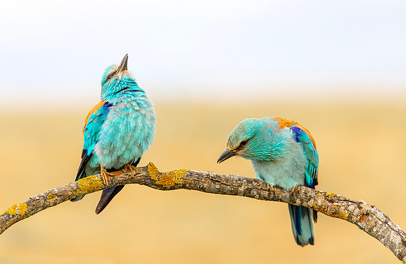 Scharrelaar ♀, ♂ balts, European Roller courtship, Campo Lugar, España 2019