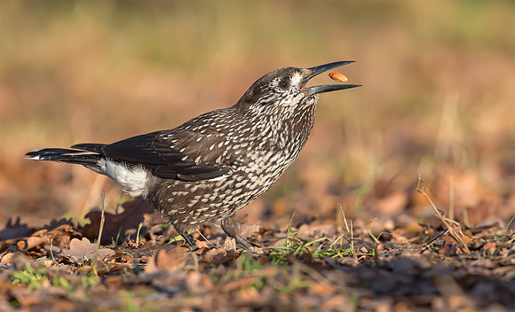 Notenkraker, Spotted Nutcracker, Wageningen 2018