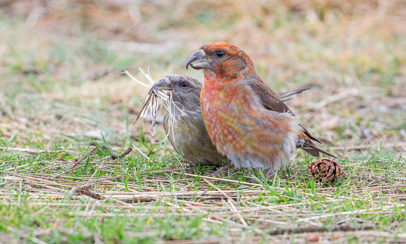 Grote Kruisbek ♂,♀,  Parrot Crossbill, Zeist  2018