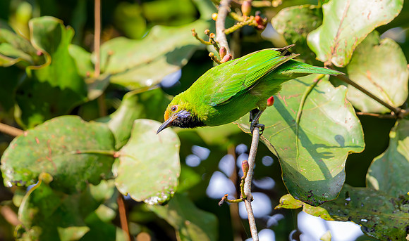 Golden-fronted Leafbird  ♀, Kitulgala, Sri Lanka 2019