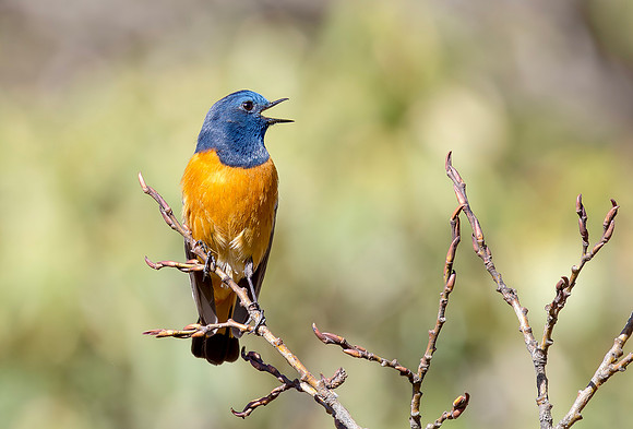 Blue-fronted Redstart ♂, Sichuan, China 2017