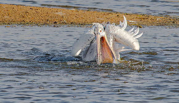 Spot-billed Pelican, Bundala Natl. Park, Sri Lanka 2019