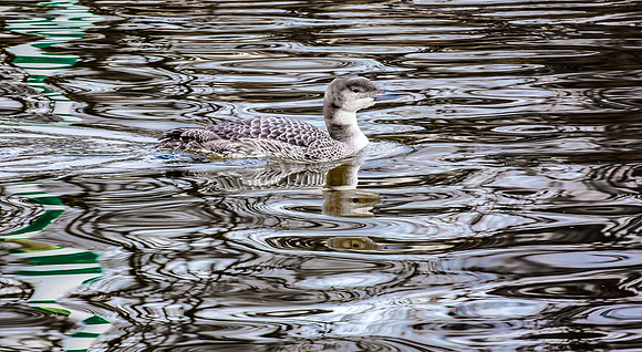 IJsduiker imm., Common Loon, Great Northern Diver, Den Haag 2016