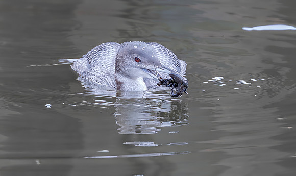 IJsduiker imm., Common Loon, Great Northern Diver, Den Haag 2016