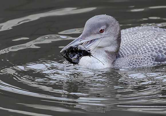 IJsduiker imm., Common Loon, Great Northern Diver, Den Haag 2016