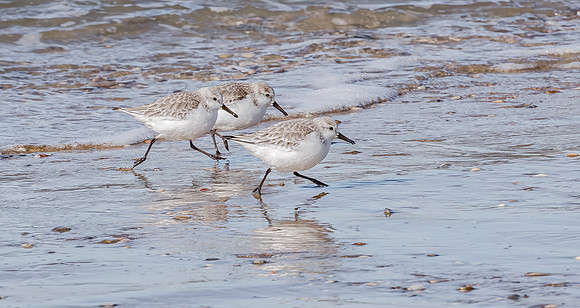 Drieteenstrandloper w, Sanderling, IJmuiden 2015