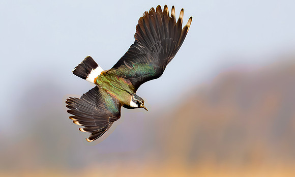 Kievit, Northern Lapwing, Onner Polder, Groningen 2021