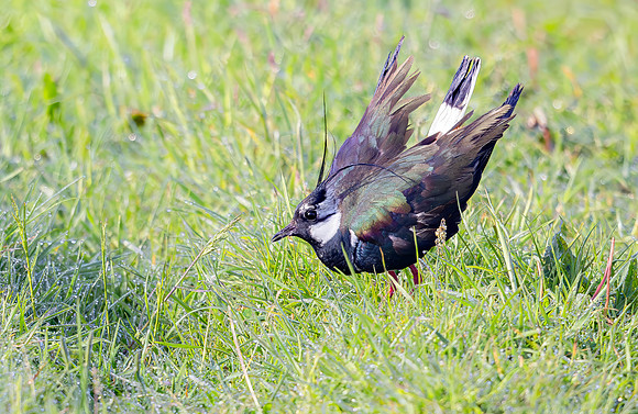 Kievit, Northern Lapwing, Wageningse Binnenveld, 2024