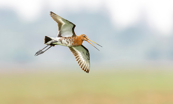 Grutto, Black-tailed Godwit, Ronde Hoep 2019