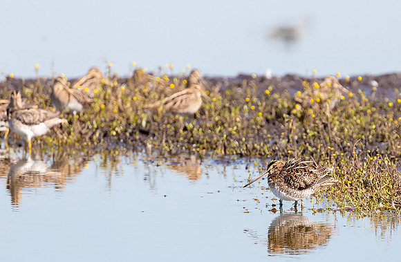 Watersnip, Common Snipe, Waverhoek 2016