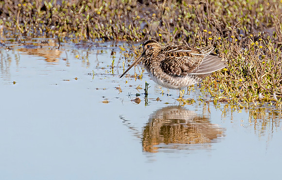 Watersnip, Common Snipe, Waverhoek 2016