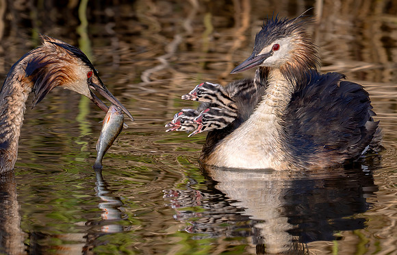 Fuut, Great Crested Grebe, Bijleveld, Kockengen 2023