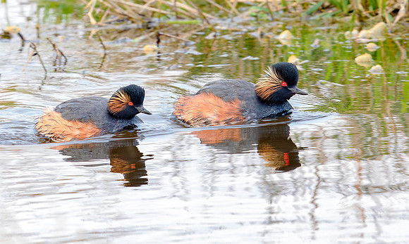 Geoorde fuut ♀, ♂, Black-necked Grebe/Eared Grebe, Onner Polder, Groningen 2021