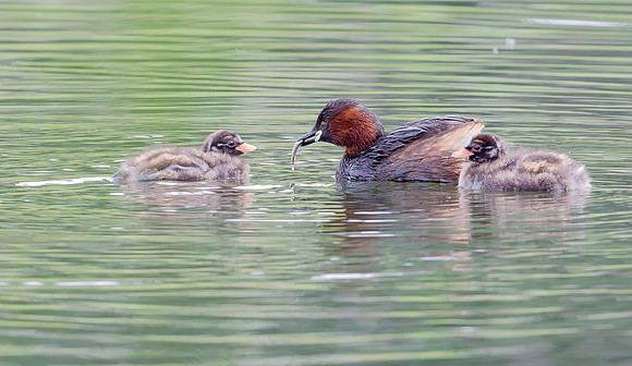 Dodaars, juv, Little Grebe, Diemer Vijfhoek 2016